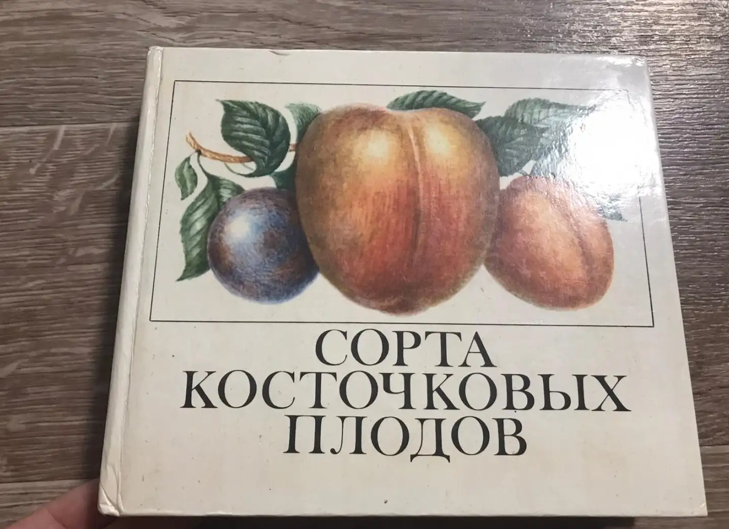 ред. Аганин, М.  Сорта косточковых плодов закупаемых организациями потребительской кооперации.